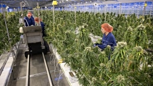 Cannabisplanter bliver høstet på Little Green Pharma i Stige, hvor den australsk ejede virksomhed i dag beskæftiger 60 medarbejdere. Det er blomsterne på de høstede planter, der bliver viderebearbejdet og siden tørret og solgt til medicinsk brug. Arkivfoto: Michael Bager