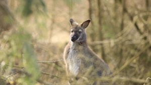 Det er langt fra første gang, der er set en kænguru løs i Løsning. Billedet her stammer dog fra Klelund ved Billund. Arkivfoto: Naturfotograf Karsten Knudsen
