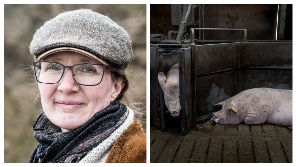 Spidskandidat vil nedlægge 90 procent af svineproduktion: - Det er jo fuldstændig vanvittigt!