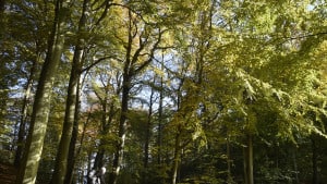 I foråret 2020 bliver de første 30.000 træer plantet i området mellem Beder og Malling. Arkivfoto: Kim Haugaard