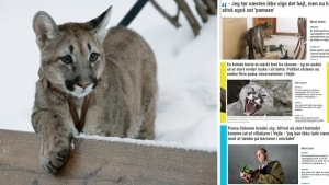 Puma-feberen breder Alfred så stort kattedyr komme ud af villahave i 'jeg kan ikke lade være med tænke på børnene i området' | vafo.dk
