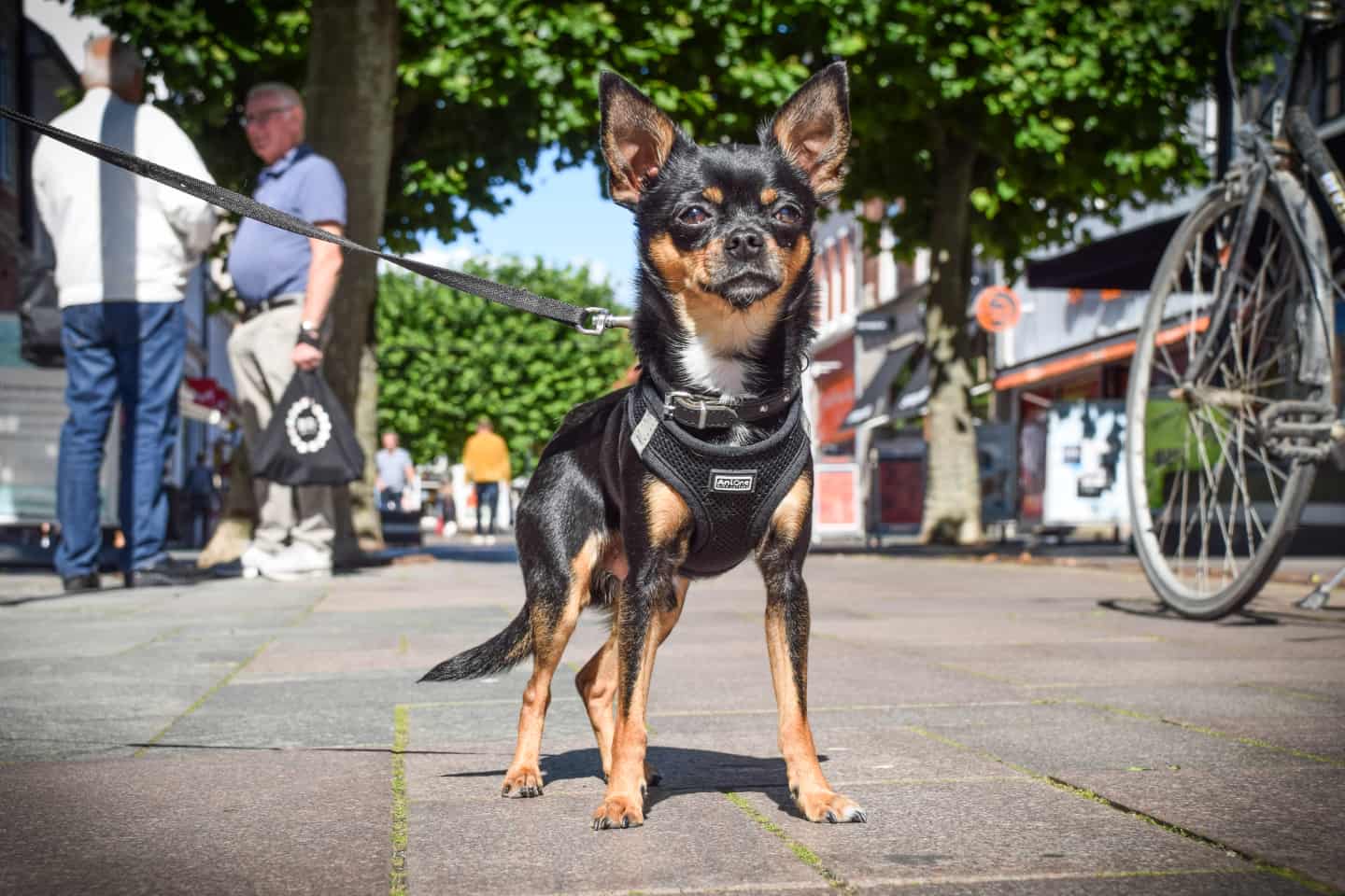 Ugens hund: Uffe er en sucker sokker | ugeavisen.dk