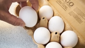 Der kommer ikke et andet udvalg på Coops hylder med æg, selv om flere leverandører går i gang med at sikre hønerne mod brud på brystbenet. Foto: Signe Goldmann/Ritzau Scanpix