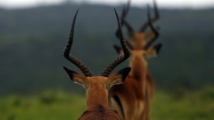 Billedet her er fra reservatet Kariega Game Reserve i Sydafrika. I samme land skød en dengang niårig dreng fra Sydjylland netop en impala under en jagt med sin far i oktober 2020. Foto: Alex Grimm/Ritzau Scanpix/Reuters