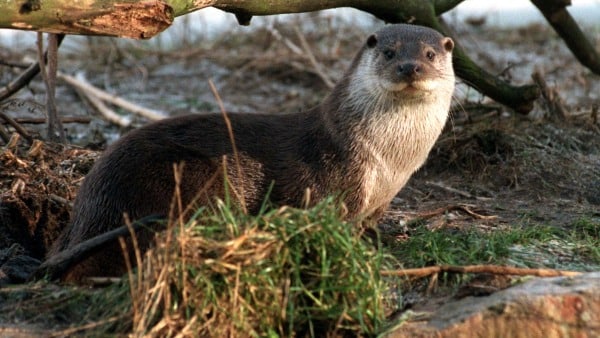 Fredet rovdyr filmet ved fjorden: - Det er præcis det, man ikke ønsker at finde