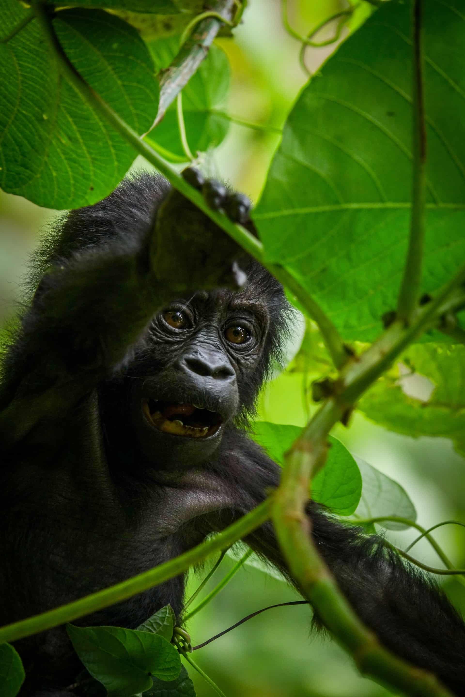i-jenh-jde-med-ugandas-blide-k-mper-tag-med-p-gorilla-trekking-i