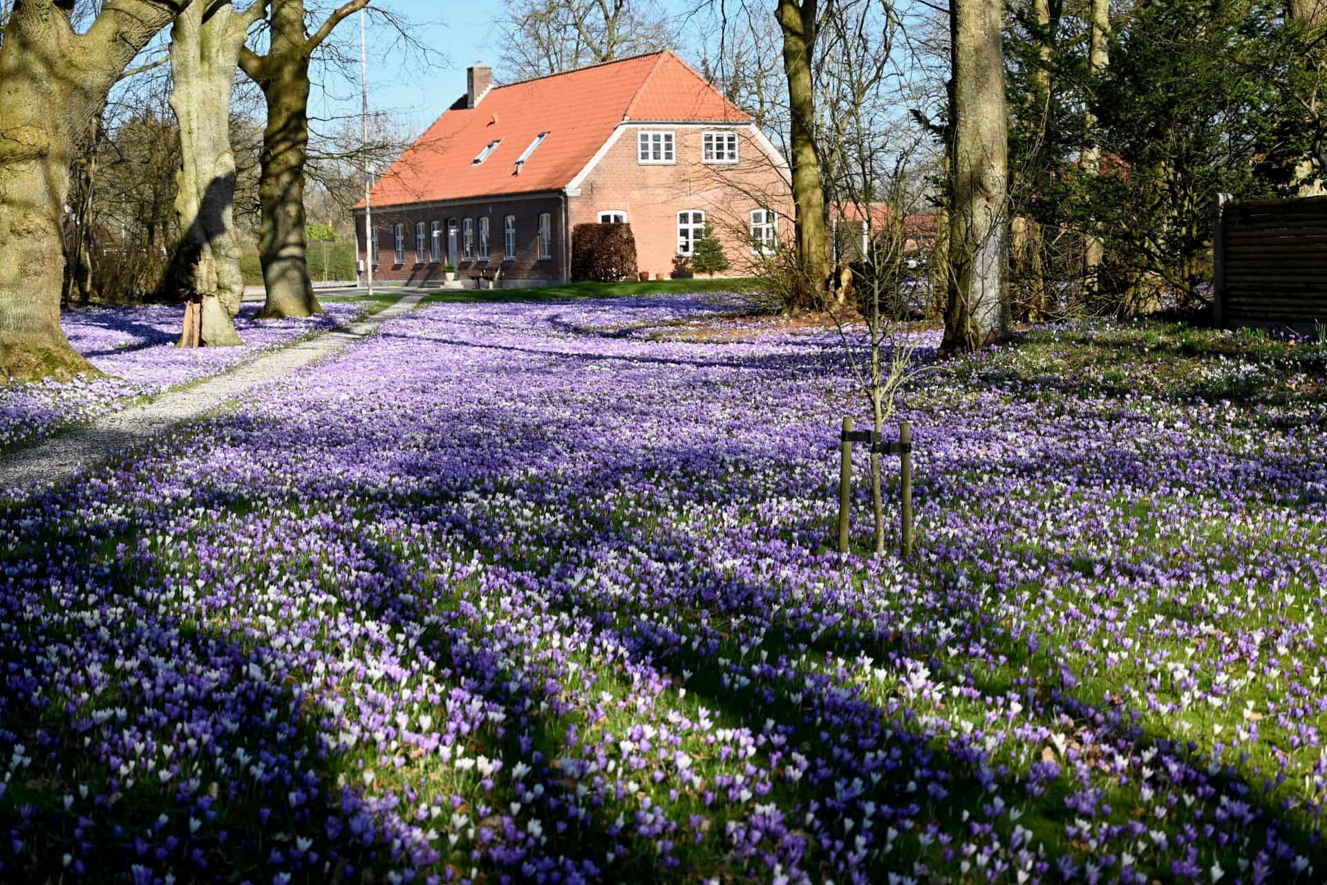 Mere End 100 r P Vej Hvidt Og Violet Blomsterhav Lyser Op I mere-end-100-r-p-vej-hvidt-og-violet-blomsterhav-lyser-op-i