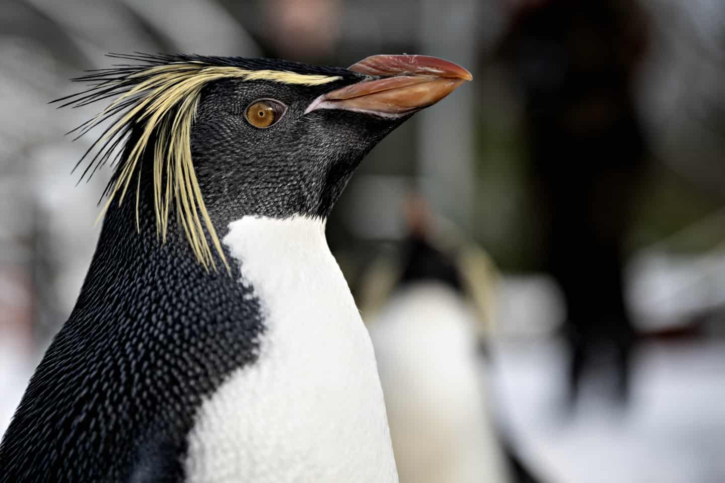Odense Zoo Slap Pingvinerne Los I Sneen Ugeavisen Dk