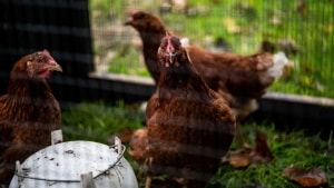 Fødevareministeriet har sat et arbejde i gang, som hurtigst muligt skal afklare, hvordan vi kan undgå, at høner knækker brystbenene, når de lægger æg. Foto: Morten Pedersen