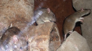 Hedensted Kommune har netop fået analyseresultatet af 18 rottehaler, og det viste, at 17 af rotterne var resistente over for den milde gift, bekæmperne som udgangspunkt anvender. Arkivfoto