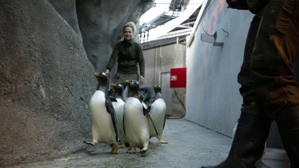 Zoo: Flyttedag for 41 pingviner | fyens.dk