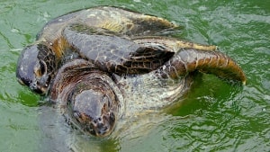 De to havskildpadders aktivitet er i sagens natur ikke enestående - men det er meget usædvanligt at være vidne til den. Foto: Jørgen Leon Knudsen