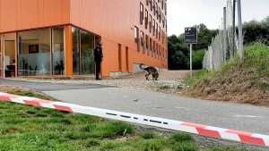 Politiet har blandt andet hunde til at lede efter spor omkring de orange ungdomsboliger i Kolding Åpark og på og omkring beachvolleybanen. Foto: Lotte Højstrøm
