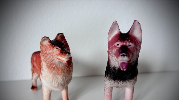 Kvinde svindlede søster og svoger: Fik over en halv million kroner for to hunde