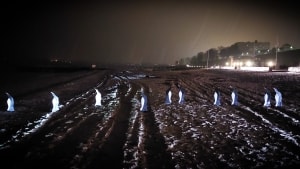 Pingvinerne fra Fredericia Vold trak ned på Øster Strand natten til tirsdag, hvor deres hvide bryst næsten lyste op i mørket ved vandkanten. Og onsdag morgen var de væk. Svømmet hjem, måske? Privatfoto