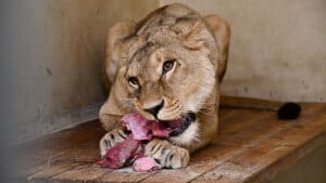 Tre hunløver, der er evakueret fra en zoologisk have i Ukraine, er kommet til Knuthenborg Safaripark. På billedet ses løven Vee, inden hun blev bragt fra en polsk zoo til Lolland. Foto: Dyrenes Beskyttelse/Free