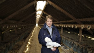 En af Niels Christian Poulsens minkfarme er nu blevet ramt af corona. Det er det fjerde smittetilfælde i Ringkøbing-Skjern. Arkivfoto: Jørgen Kirk