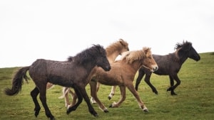 De vilde heste i Nationalpark Mols Bjerge har været genstand for stor debat. Er der føde nok i det indhegnede område? Foto: Jens Thaysen