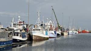 Fiskeristyrelsen gennemgår lige nu 42 sager om muligt snyd med miljøinvesteringer i fiskeribranchen. Billedet er fra Hanstholm Havn og der er ingen sammenhæng melleme skibene på billedet og sagerne. Foto: Henning Bagger/Scanpix 2017