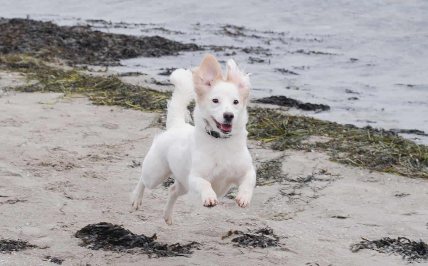 Nu må du slippe hunden løs på stranden, men lyder samtidig klar opfordring | kobenhavnliv.dk