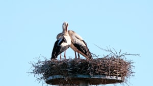 Nu er der igen to storke ved Bækmarksbro, men de har endnu ikke dannet par. Arkivfoto: Benny Gade