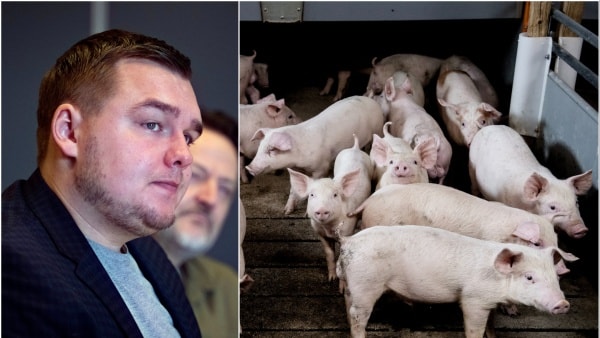 - Tag jer sammen: Politiker revser fynske griseavlere, der bryder loven