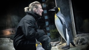 Sandie Hedegaard Munck i pingvingrotten. Hun brænder for sit arbejde og elsker at komme tæt på fuglene. Pingvinen på dette billede er ikke Heikel. Foto: Kristian Isaksen