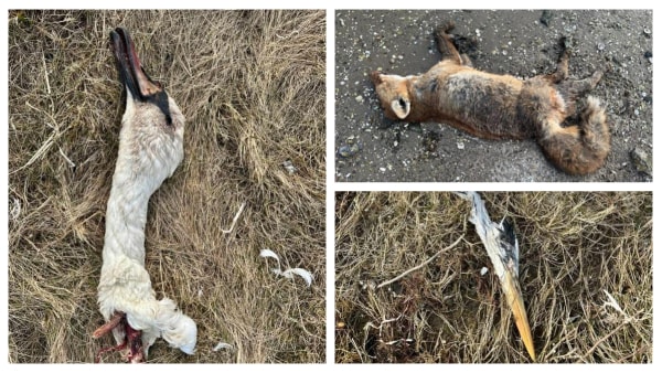 Lotte i chok over makabert syn på gåtur: - Det var lidt voldsomt og ubehageligt