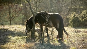 Vinterpels kan gøre det vanskeligt at vurdere, om vilde dyr, som denne pony i Nationalpark Mols Bjerge, får mad nok. Ekspert i dyrevelfærd håber derfor, at naturnationalparkerne vil holde et ekstra øje med dyrenes adfærd og tilstand. Arkivfoto: Bo Amstrup/Ritzau Scanpix