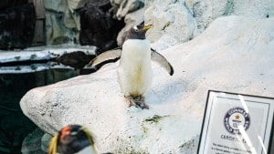 Æselpingvinen Olde blev i 2020 tildelt diplomet fra Guiness World Records som den ældste pingvin i fangenskab - og formentligt overhovedet. Foto: Odense Zoo