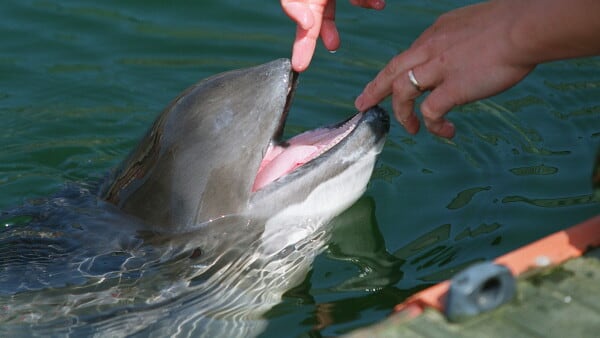 Truet dansk hval overrasker forskere - har en uventet superkraft