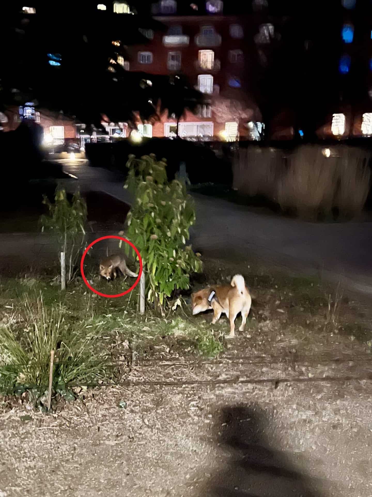 jagter hunde i københavnsk park: Nu advarer Tammo andre hundeluftere kobenhavnliv.dk