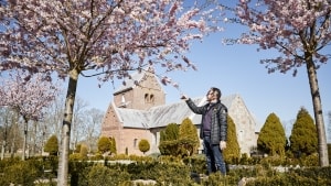 De japanske kirsebærtræer er et smukt syn, når de blomstrer på Borup Kirkes kirkegård. Og det er der flere, der har opdaget, fortæller menighedsrådsformand, Jens Baier Andersen.  Foto: Jakob Lerche