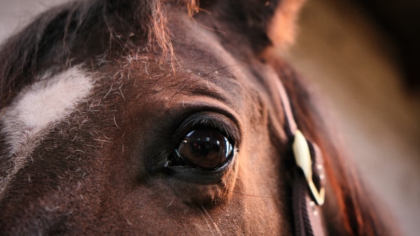 Hestefirma havde ikke styr på sikkerheden - risiko for knoglebrud: - En tanketorsk fra vores side