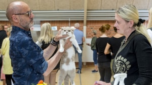 Lem Hallen bruges til lidt af hvert - her et billede fra efteråret 2018, hvor Jysk Racekatteklub var vært ved en international katteudstilling i den vestjyske by. Arkivfoto: Mads Dalegaard