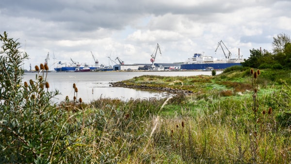 Naturprojekt til 11 millioner holdes i live: Blev blokeret af Odense Havns pludselige jordkøb