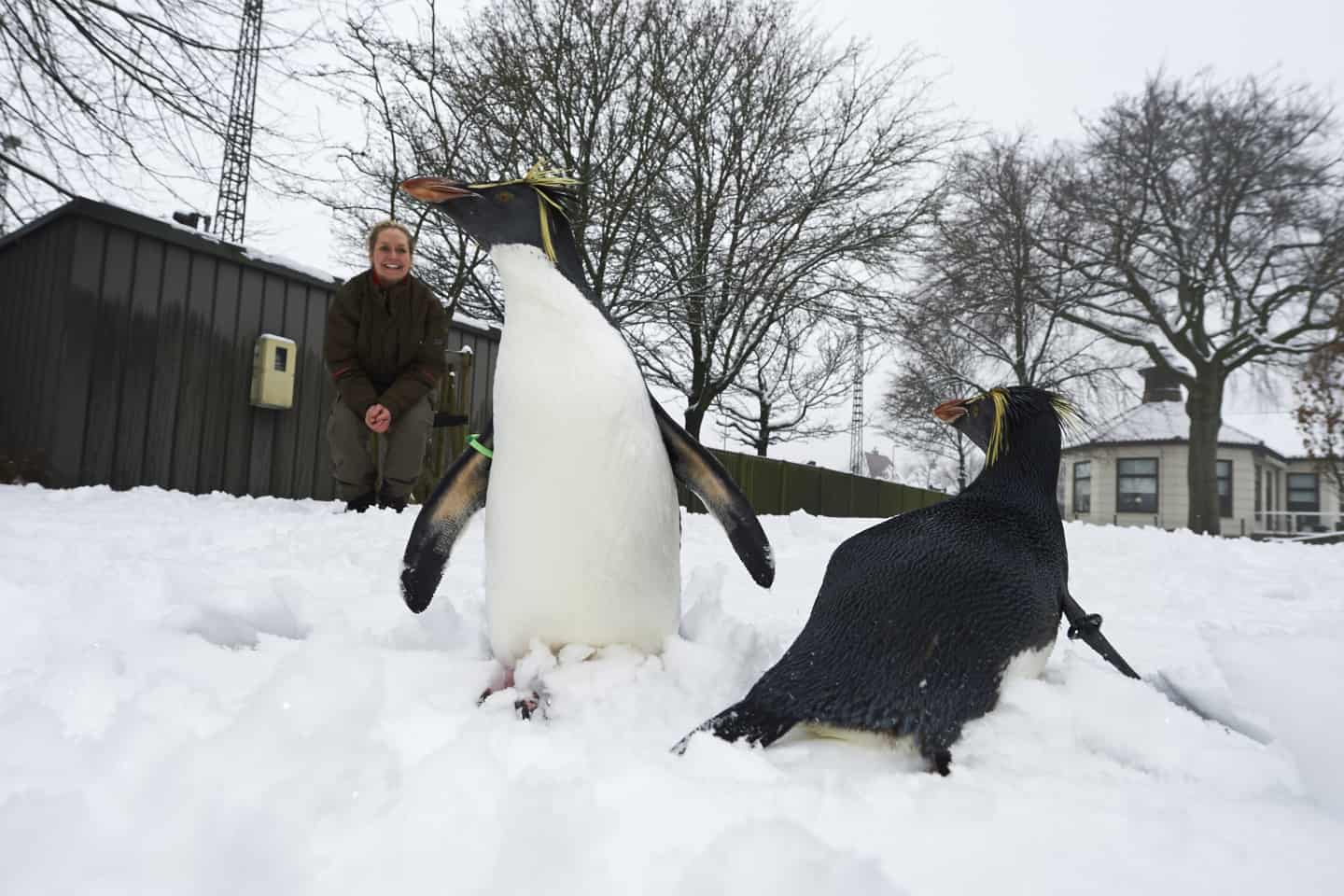 Pingviner Pa Springtur I Den Tykke Sne Fyens Dk