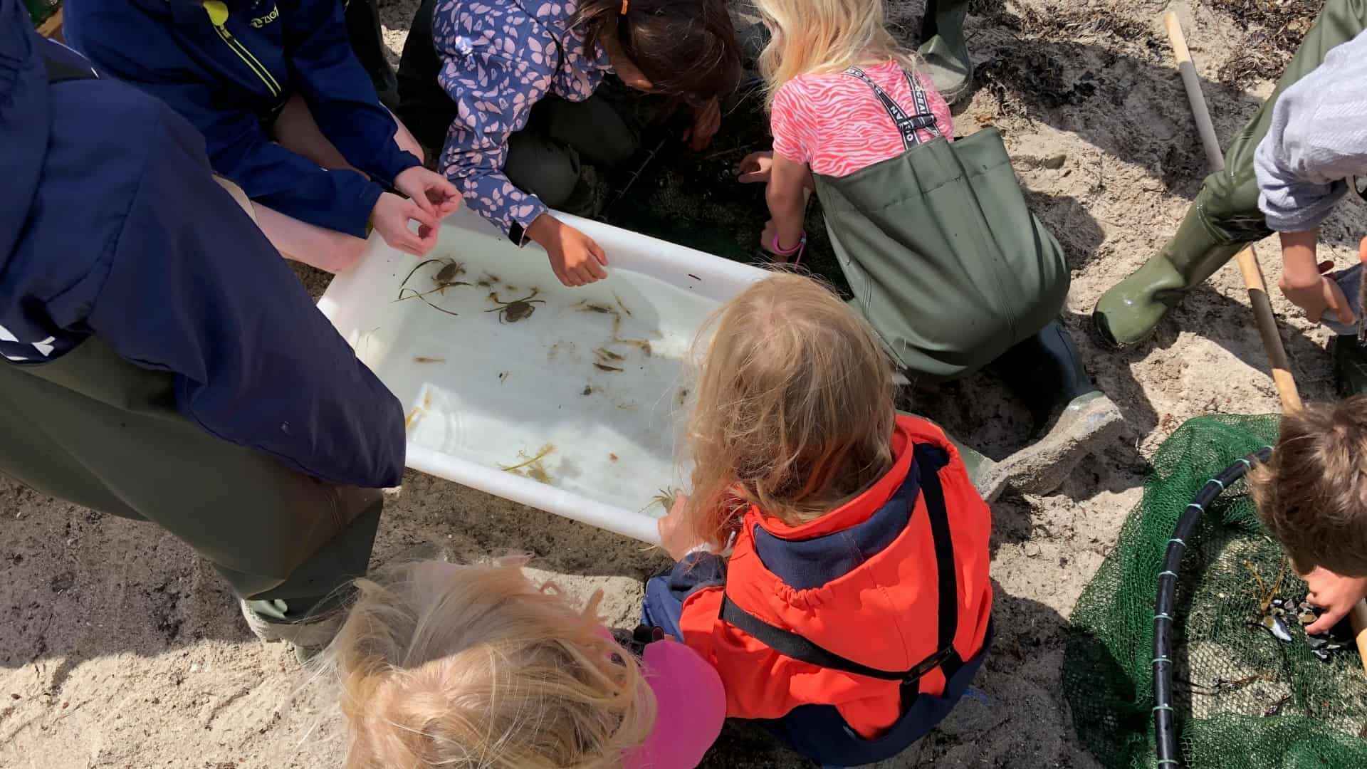 Strandsafari på Føns strand: Naturvejleder guider gennem strandens ...