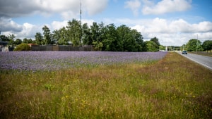 Kommunens ambition om ikke at slå græsset og lade den vilde natur blomstre kan efterhånden ses flere steder.  Foto: Morten Pedersen