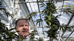 Hans Henrik Kampmann har 30 års erfaring med forædling, der handler om at koncentrere de bedste gener. Det er han, der blandt andet er ophavsmand til skoleagurken, ekspert i. I dag er han ansat som leder af Mads Pedersens forædllings- og vækstcenter, der udvikler planter og frøsorter til den professionelle cannabisindustri. Foto: Michael Bager