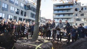 En, to, tre, kyl... Kronprins Frederik fik hjælp af 100 børn, da han onsdag skulle plante et kongeligt træ på sin egen plads. Foto: Jens Thaysen