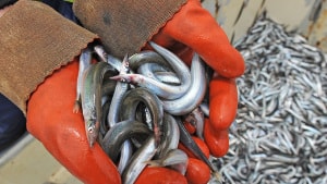 Tobisfiskeriet, der begyndte 1. april, er attraktivt for flere fartøjer, da det ikke er påvirket af de generelt vigende afsætningsmuligheder som følge af corona-krisen. Det vil eksempelvis være attraktivt for fartøjer, der normalt fisker efter jomfruhummer, midlertidigt at omlægge fiskeriet til tobis. Arkivfoto: Ole Iversen