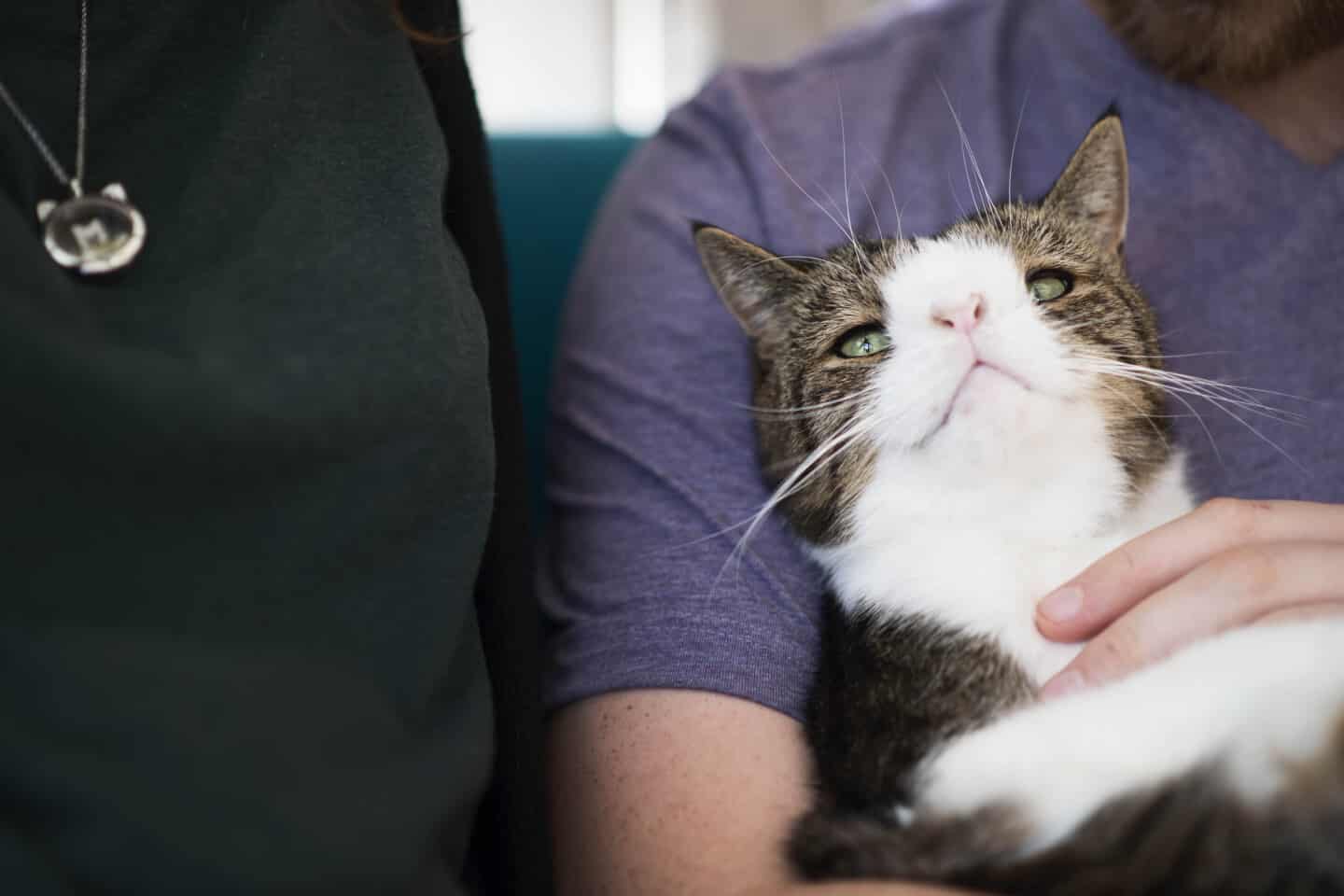 Populær Instagram-kat: Monty prøver USA | stiften.dk