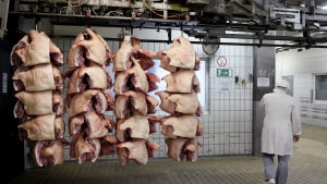 Der er rift om det danske svinekød, efter at afrikansk svinepest er brudt ud i Asien. Foto: Liselotte Sabroe/Scanpix