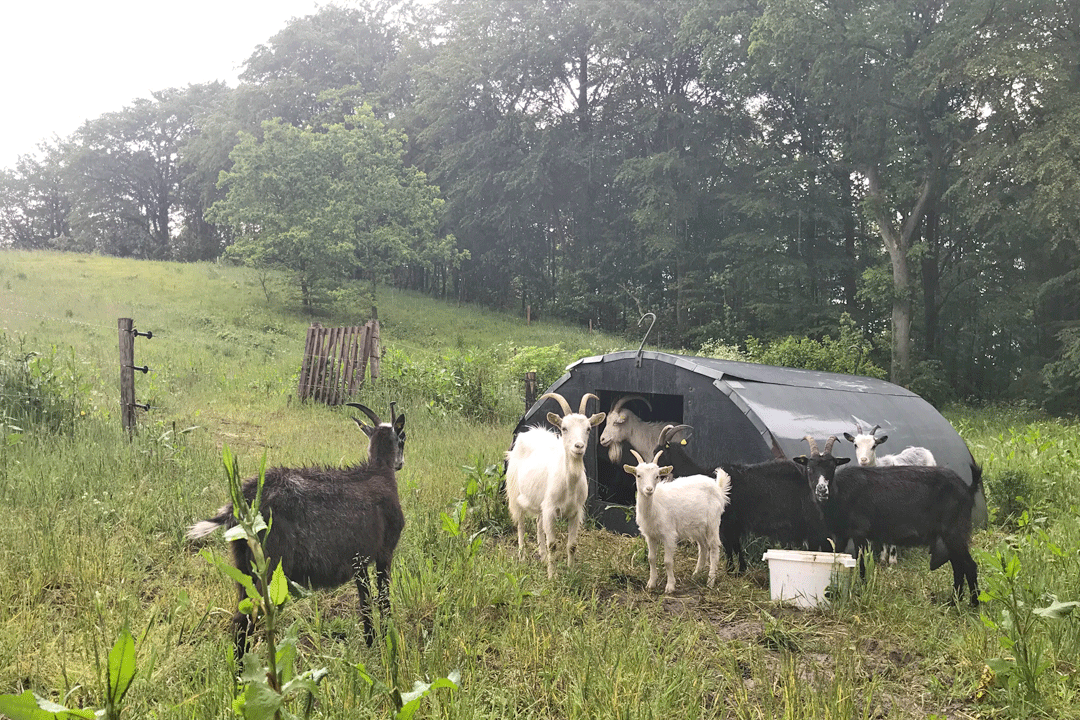 Gederne er hyggelige, men de er ikke klappedyr - og man skal heller ikke fodre dem, påpeger kommunen.